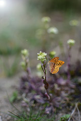 White butterfly perched on a blooming flower.