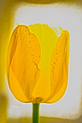 Naklejka na ściany i meble yellow tulip bud on white-yellow background