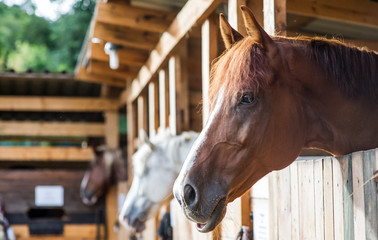 A horse look at me in stables