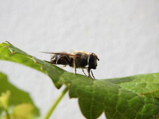 Abeille macro (6)
