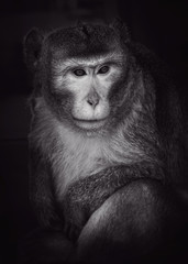 Portrait of an adult monkey on a black background