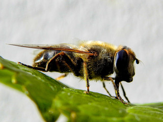 Abeille macro (4)