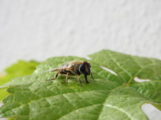 Abeille macro (3)