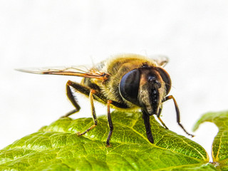 Abeille macro (2)