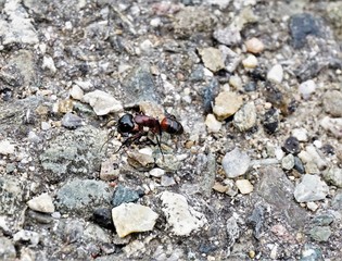 Big Camponotus ligniperda ant on grey stones