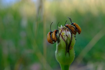 beetle exoma lusitanicum mating in spring