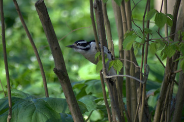 A Hairy Woodpecker clinging to a narrow branch of shrubbery