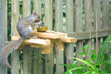 A gray squirrel eating at a backyard wooden picnic table for squirrels and birds mounted on a garden fence © eqroy