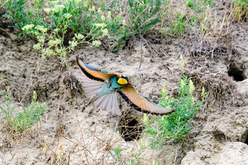 Colorful bird and its hunt. Green yellow nature background. Bird: European Bee eater. Merops apiaster. Czech Republic