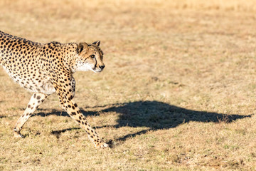 Naklejka na ściany i meble Cheetah running in South Africa, Acinonyx jubatus. Guepardo.
