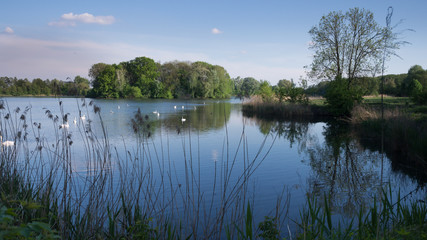Fototapeta na wymiar view on the pond with swan