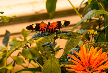 The fabulous butterflies of Louisiana in the USA  glitter and sparkle as they fly around flowerbeds