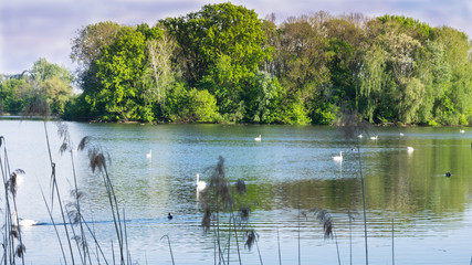 view on the pond with swan