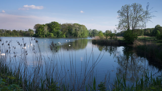 view on the pond with swan