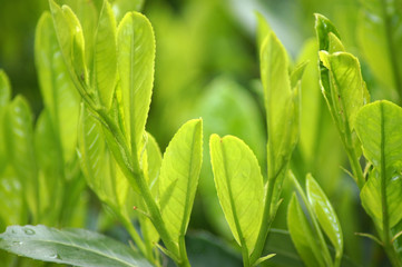 Junger Maitrieb des Kirschlorbeer Strauches Prunus laurocerasus