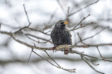 European starling one bird perching sitting on bare tree branch during winter closeup in Virginia isolated with plumage pattern