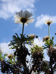 Camomille vue du dessous  (2)