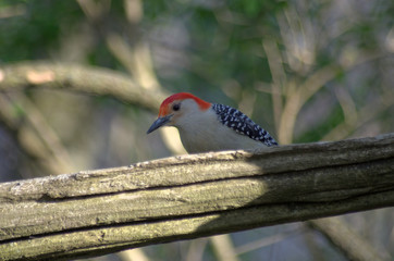 Red-bellied Woodpecker (Melanerpes carolinus)