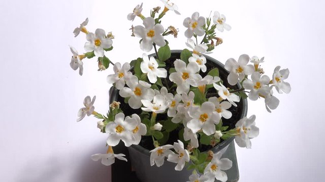 A light breeze stirs white flowers of primula on the white background