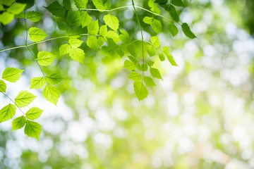 Amazing nature view of green leaf on blurred greenery background in garden and sunlight with copy space using as background natural green plants landscape, ecology, fresh wallpaper concept.