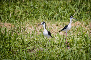 Two Black-necked Stilts at the Stick Marsh in Fellsmere, Florida.