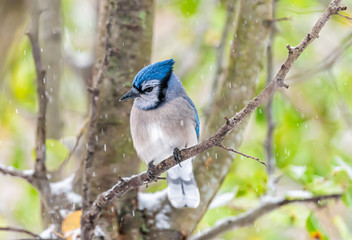 One single blue jay Cyanocitta cristata bird closeup perched on tree branch in Virginia with blurry bokeh background of snowflakes falling in autumn winter