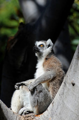 Ring-tailed Lemur sitting in a tree and getting some sun.