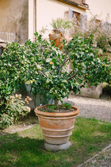 Fototapeta na wymiar Yellow lemons on a tree, lemon trees in pots.