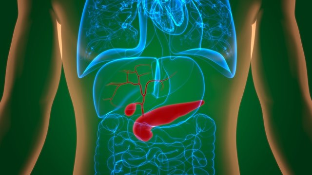 Gall Bladder Human Digestive System Anatomy 3D