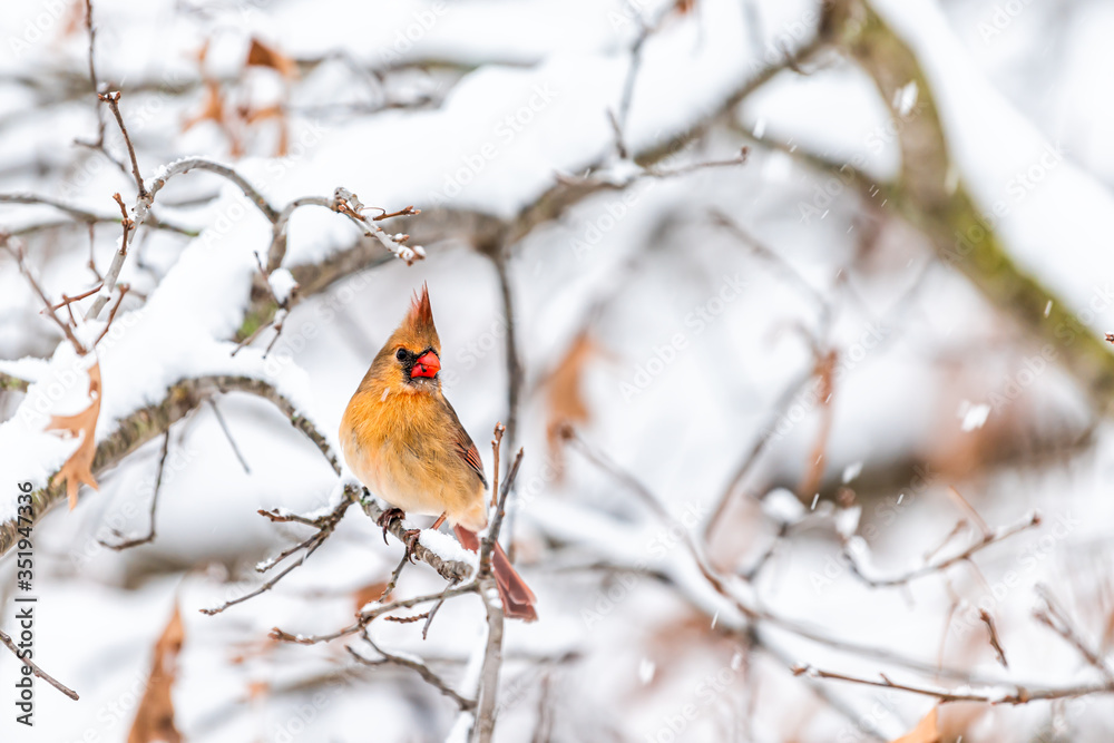 Wall mural Closeup of one single female red orange northern cardinal Cardinalis bird perching on tree branch during winter snow in northern Virginia