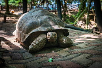 turtle on the ground © Tomasz