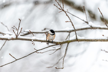 Closeup of one single black-capped chickadee bird perching on tree branch during winter snow in northern Virginia