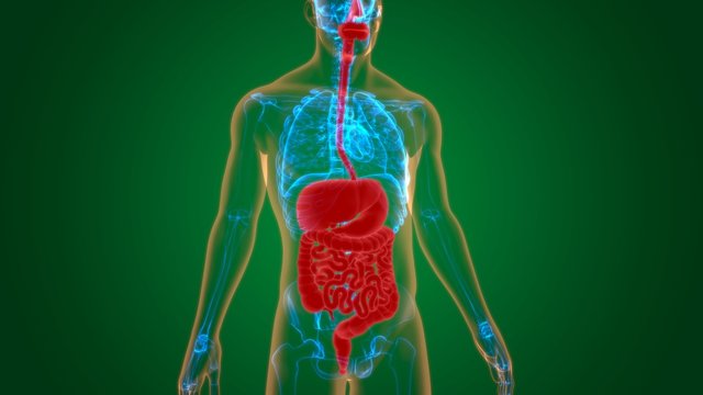 Human Digestive System Anatomy For Medical Concept 3D