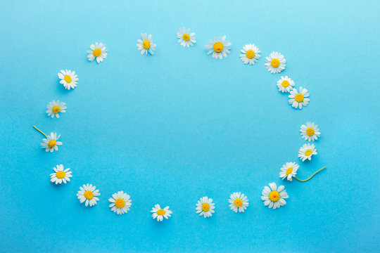 Chamomile flowers composition on blue background