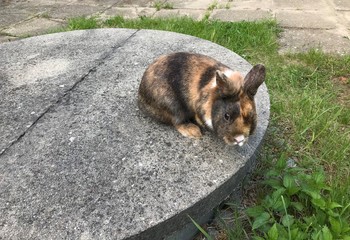 Obraz premium Domestic Rabbit on a Well Cover
