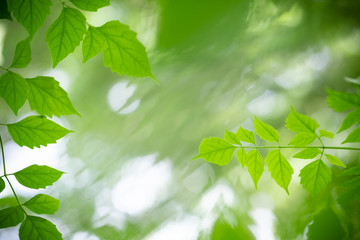 Amazing nature view of green leaf on blurred greenery background in garden and sunlight with copy space using as background natural green plants landscape, ecology, fresh wallpaper concept.