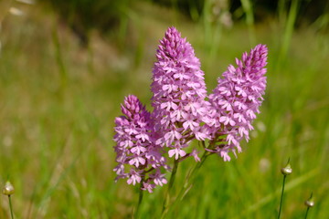wild orchid in the meadow, anacamptis pyramidalis