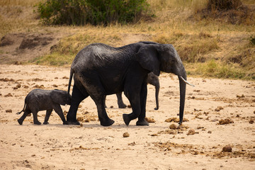 The largest of the savannah mammals
