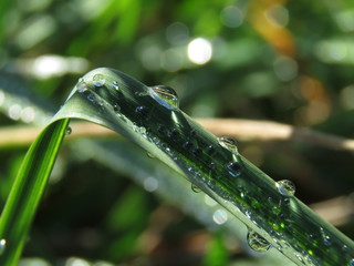 gotas de rocío matutino en hoja de pasto 