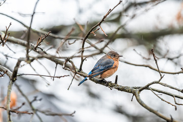 Brown female one single bluebird bird sitting perching closeup on rainy weather on oak tree during winter rain in Virginia bare branch