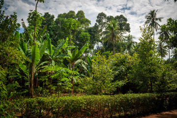 Fototapeta na wymiar fruit plantation africa