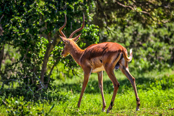 South Africa