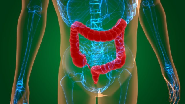 Large Intestine 3D Illustration Human Digestive System Anatomy