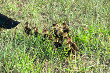 Group of ducklings 