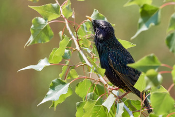 Close-up of European starling (Sturnus vulgaris) perched in tree during sunny summer day