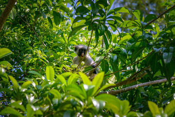 wild monkey between trees © Tomasz