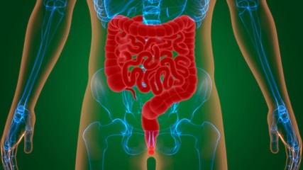 Small and large Intestine 3D Illustration Human Digestive System Anatomy