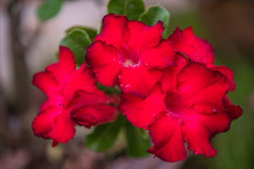 Beautiful red azalea flowers in the garden.
