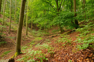 wald, natur, baum, bahn, green, baum, holz, landschaft, park, sommer, holz, regenwald, umwelt, blatt, pfad, frühling, laub, brandenburg, herbst, blatt, pflanze, ausserhalb, road, landschaftidyll