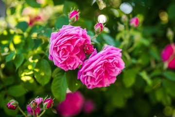 Beautiful pink roses. Damascena rose - Bulgarian rose used for perfumery. Rosa damascena close up photo. - obrazy, fototapety, plakaty